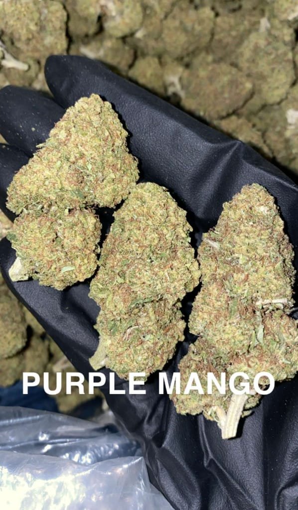 purple_mango_hybrid_weed_strain