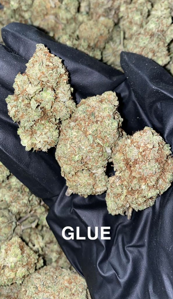 Glue_hybrid_weed_strain