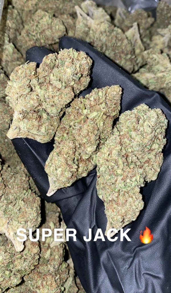 Super_jack_weed_strain