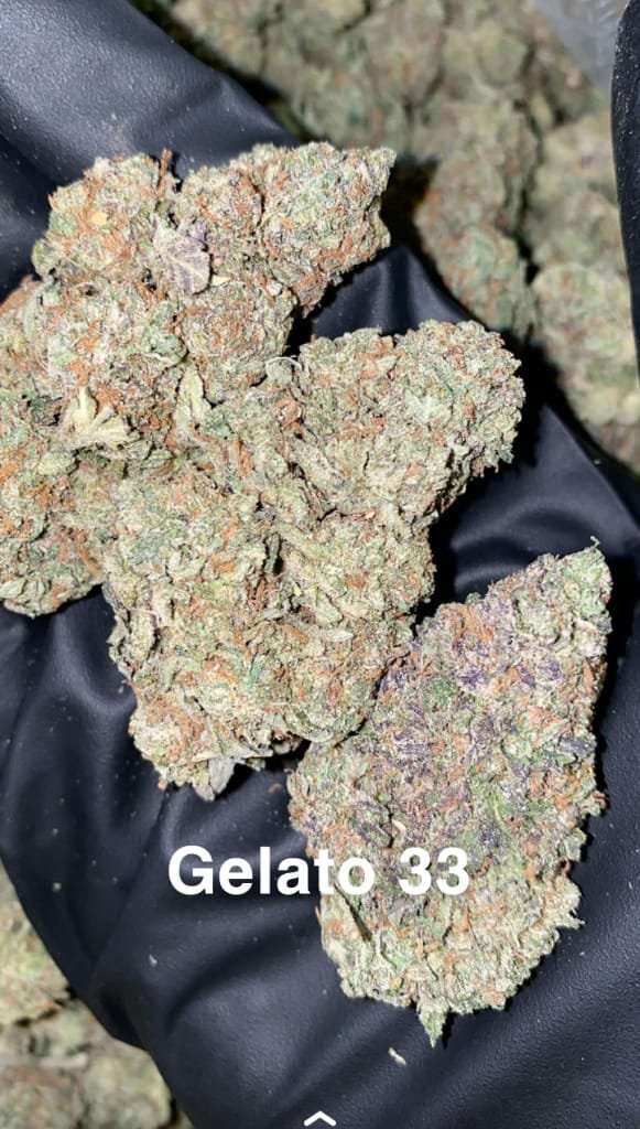 Gelato_33_weed_strain
