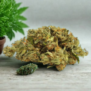 Northern_lights_weed_strain